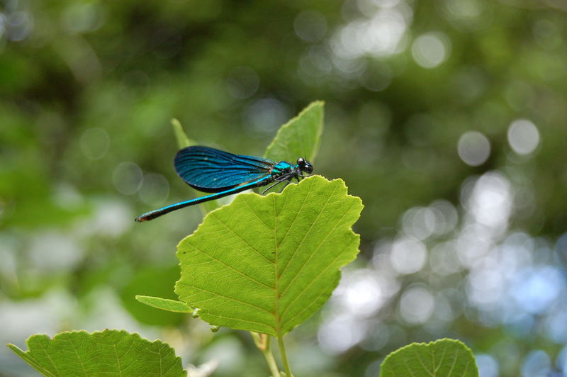 Blue Dragon