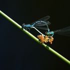 blue dragon-fly.