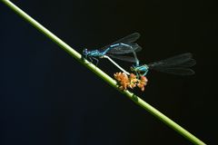 blue dragon-fly.