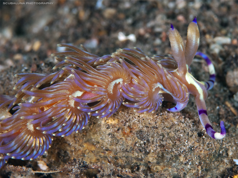 Blue Dragon (Pteraeolidia ianthina)