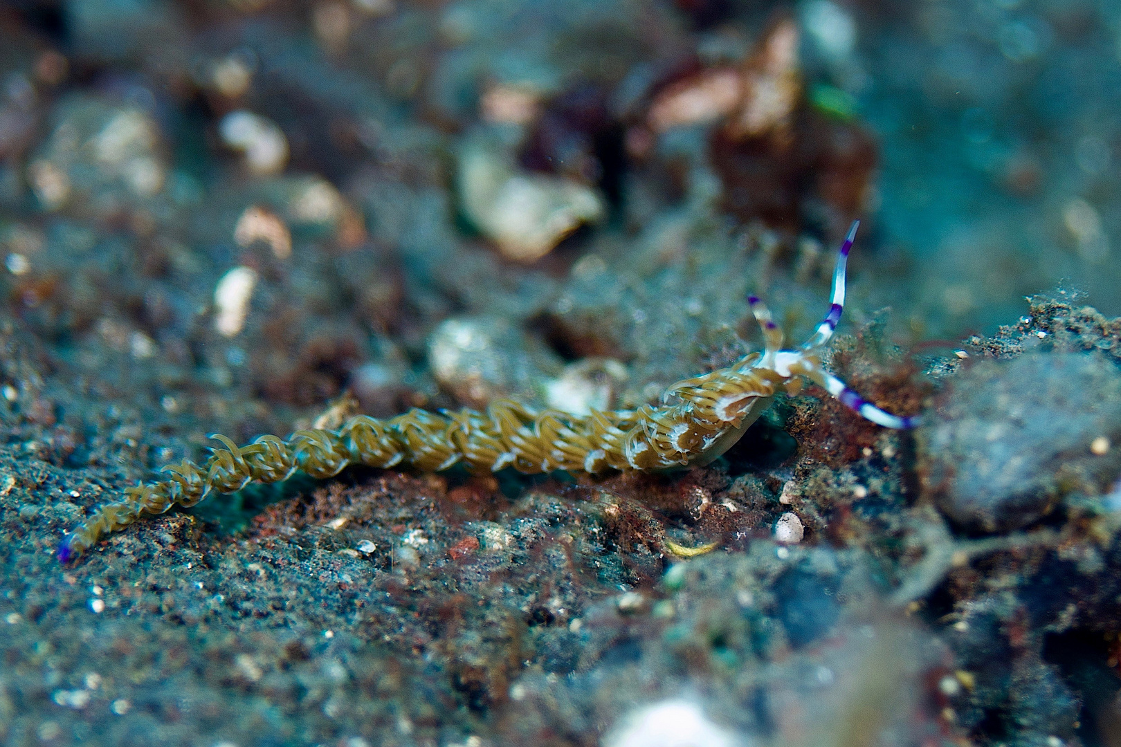 Blue Dragon - Pteraeolidia semperi (before Pteraeolidia ianthina)