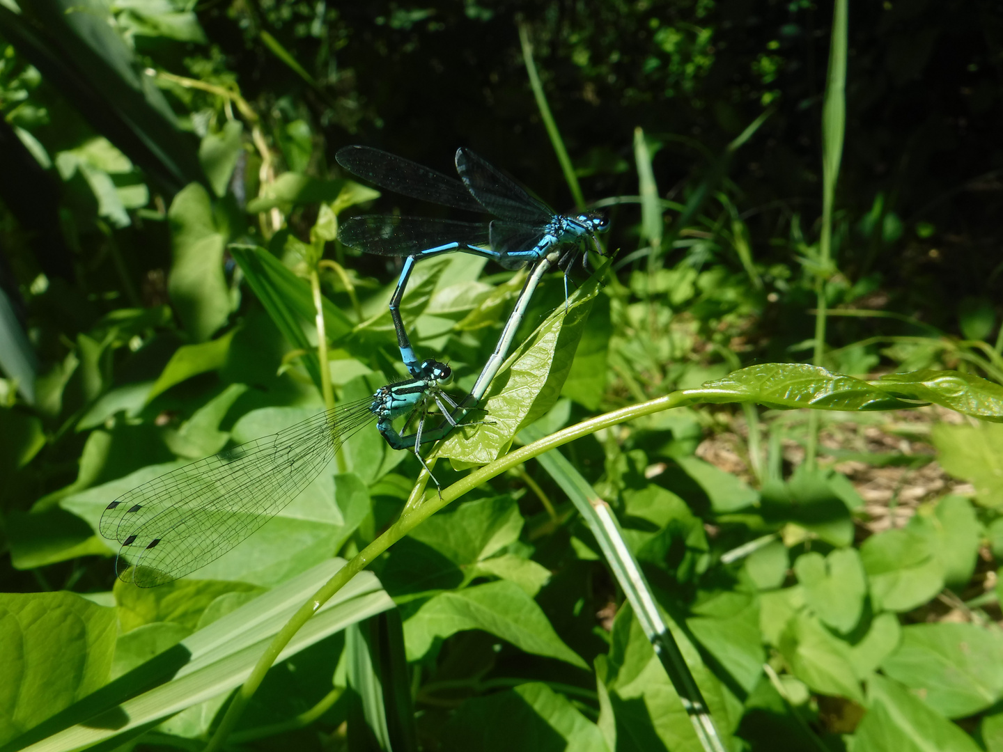 Blue dragonflies mating