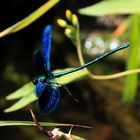 Blue Dragonfly