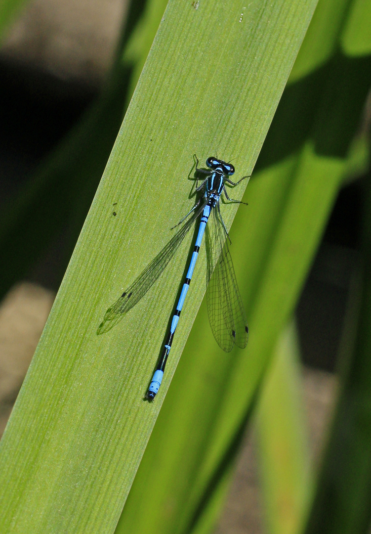 Blue Dragonfly