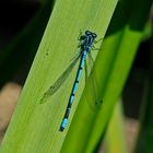 Blue Dragonfly