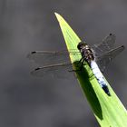 ~  Blue Dragonfly ~