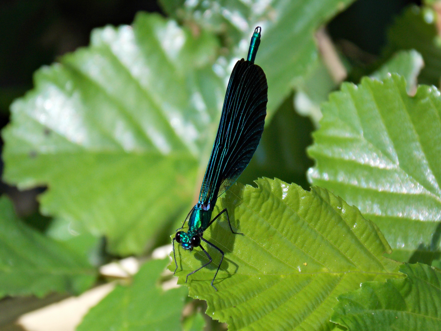 Blue Dragonfly