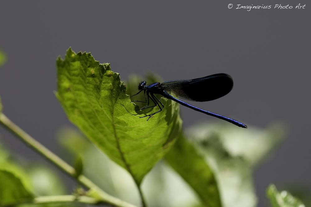 blue dragonfly