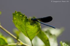 blue dragonfly