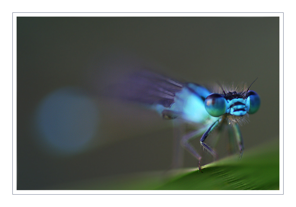 blue dragonfly