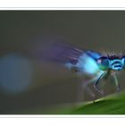 blue dragonfly