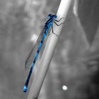 Blue Dragonfly