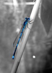 Blue Dragonfly