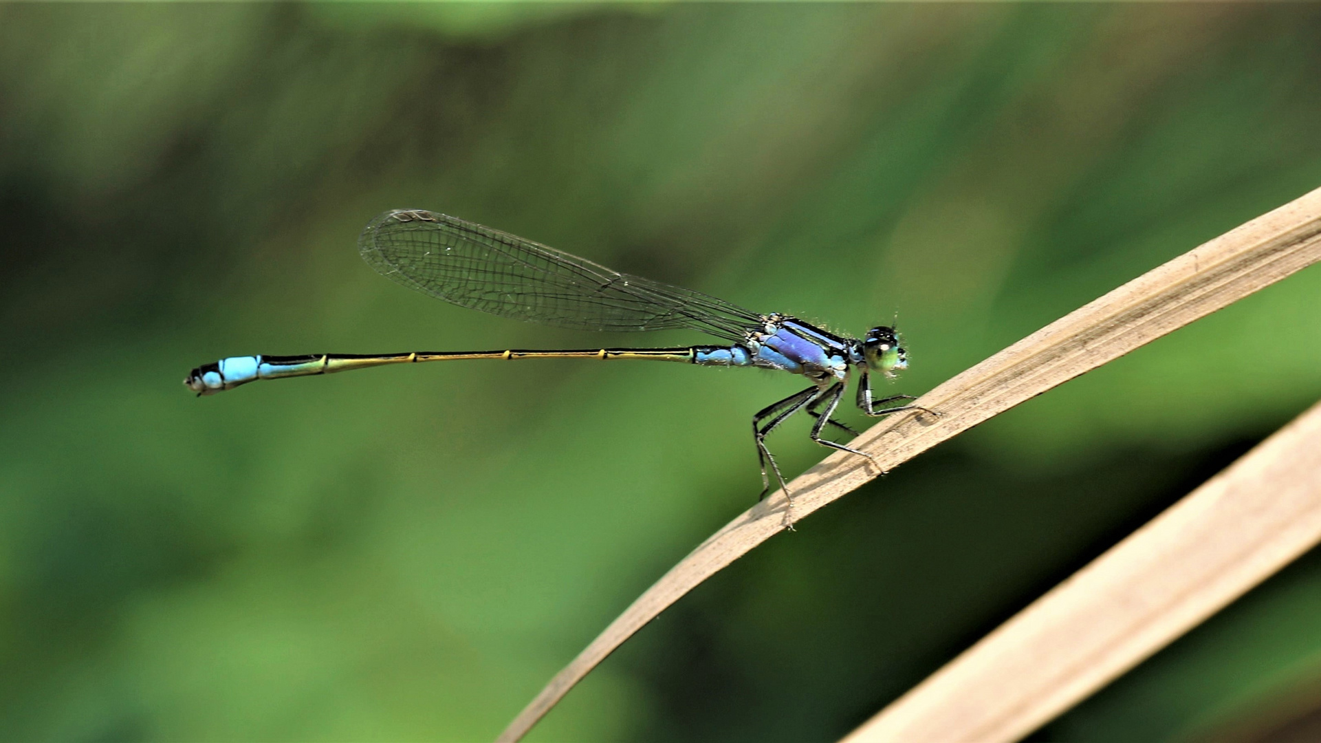 Blue Dragonfly