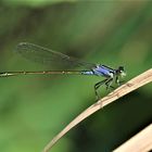 Blue Dragonfly