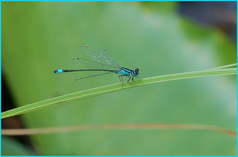 Blue dragonfly