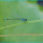 Blue dragonfly