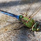 Blue Dragonfly