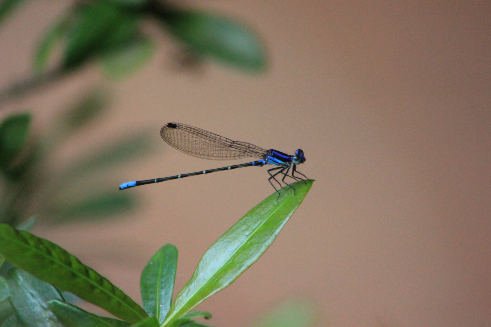 blue dragonfly