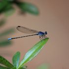 blue dragonfly