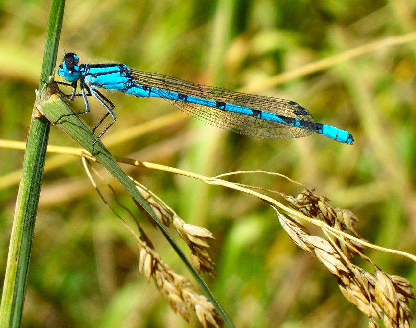 Blue Dragonfly