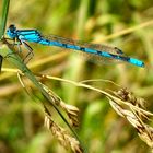 Blue Dragonfly