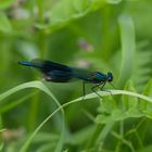 blue Dragonfly