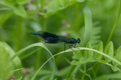 blue Dragonfly