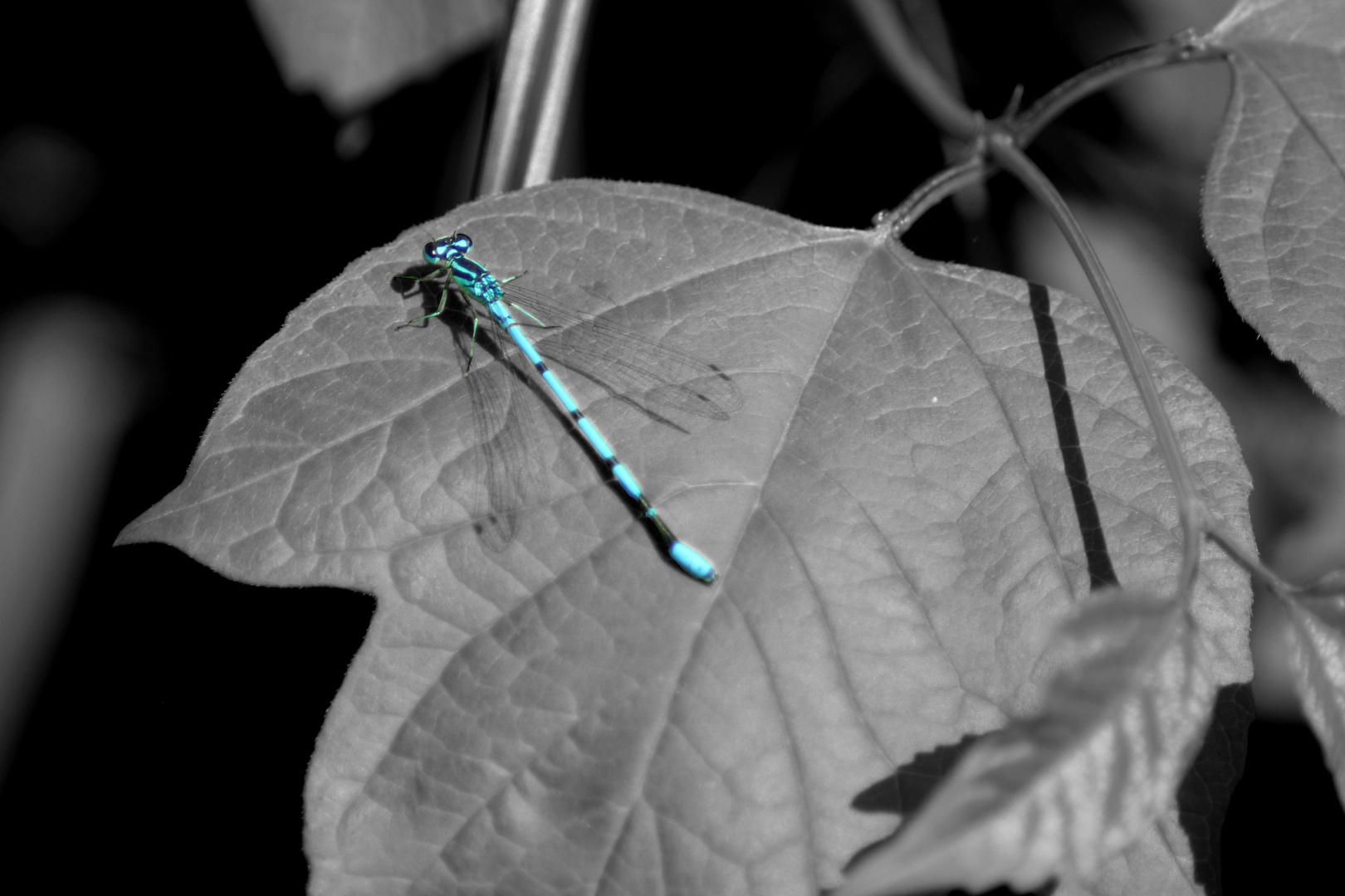 Blue Dragonfly