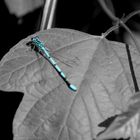 Blue Dragonfly