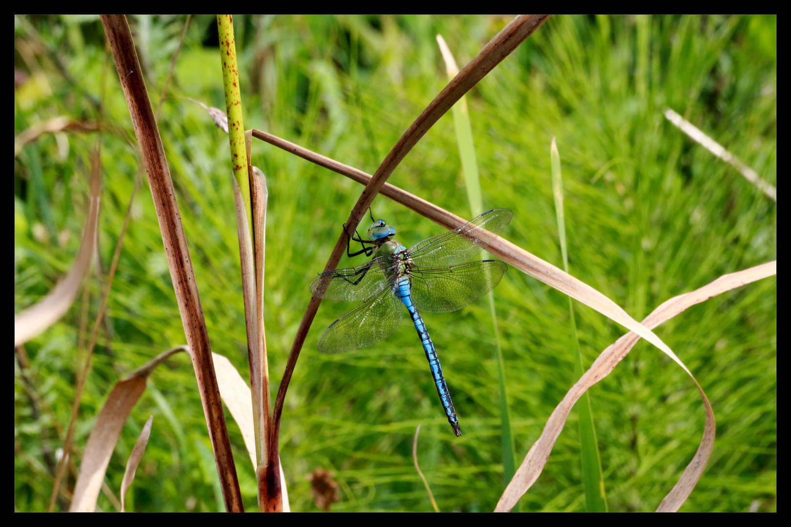 Blue Dragonfly