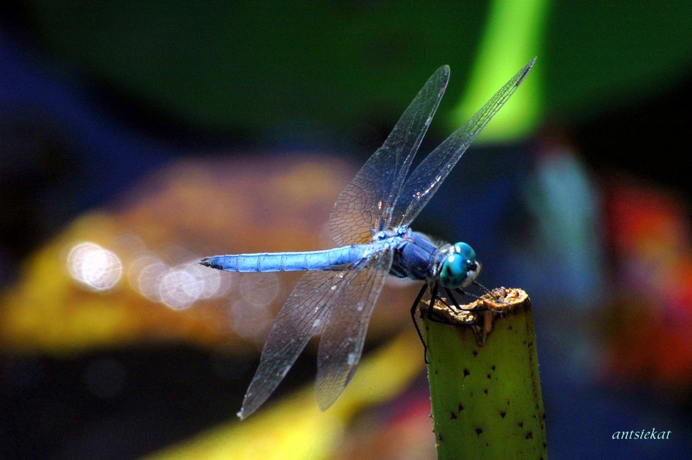 Blue Dragonfly