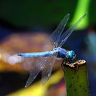 Blue Dragonfly