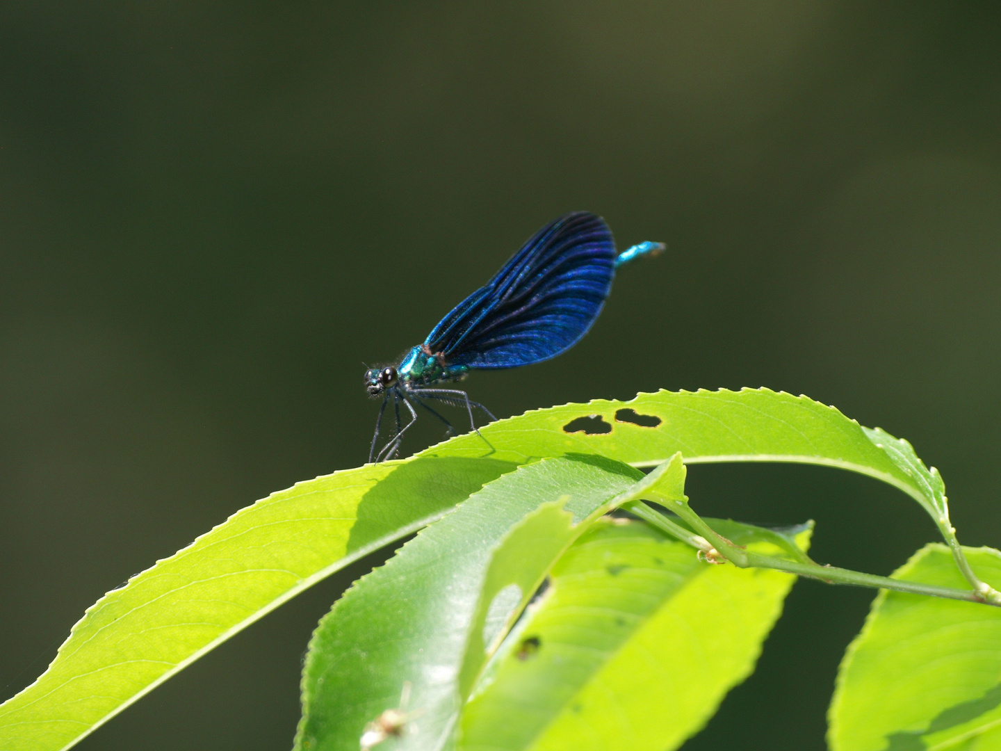 Blue Dragonfly