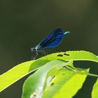 Blue Dragonfly