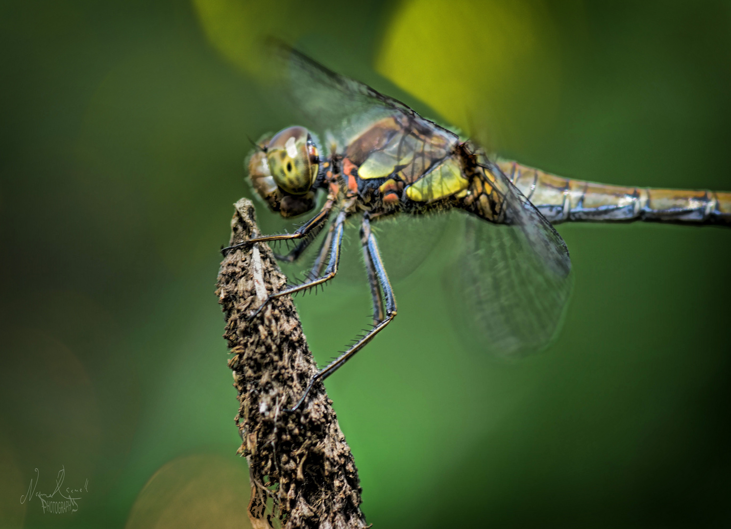 Blue dragonfly