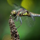 Blue dragonfly