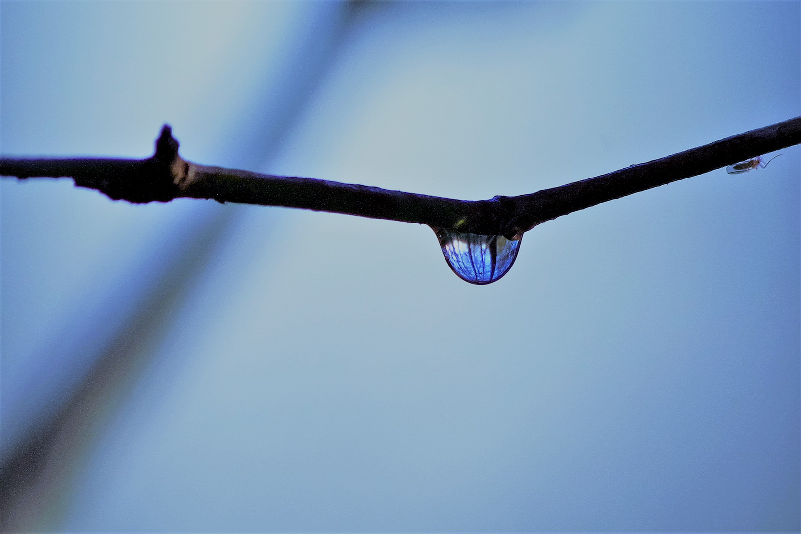 blue drop