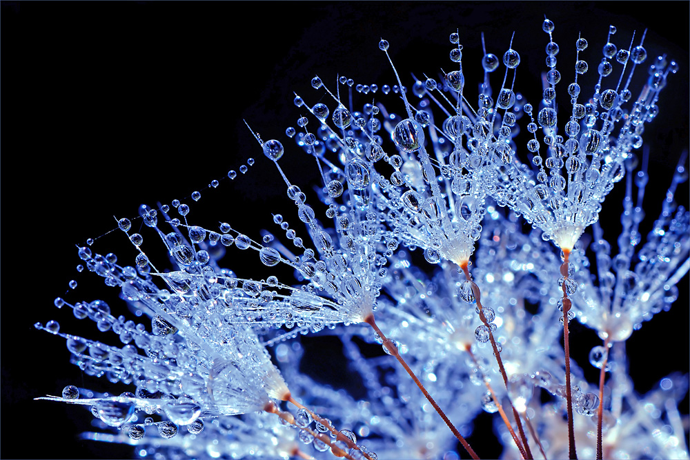 Blue drops von Naturphotographie - Heike Lorbeer