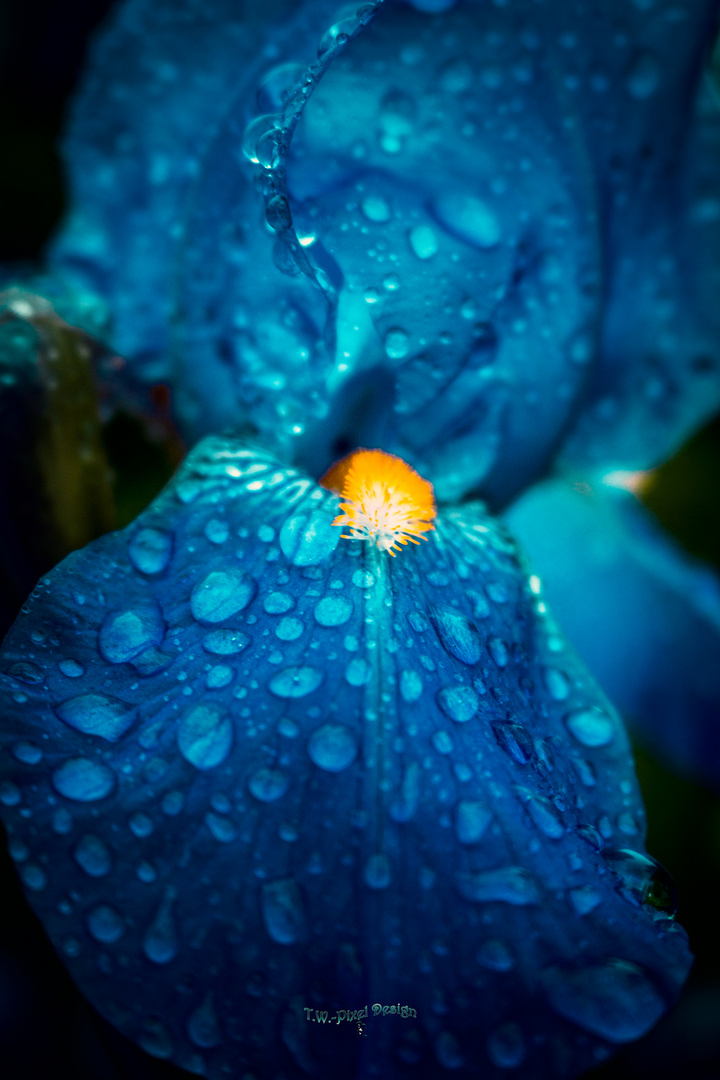 Blue-Drops