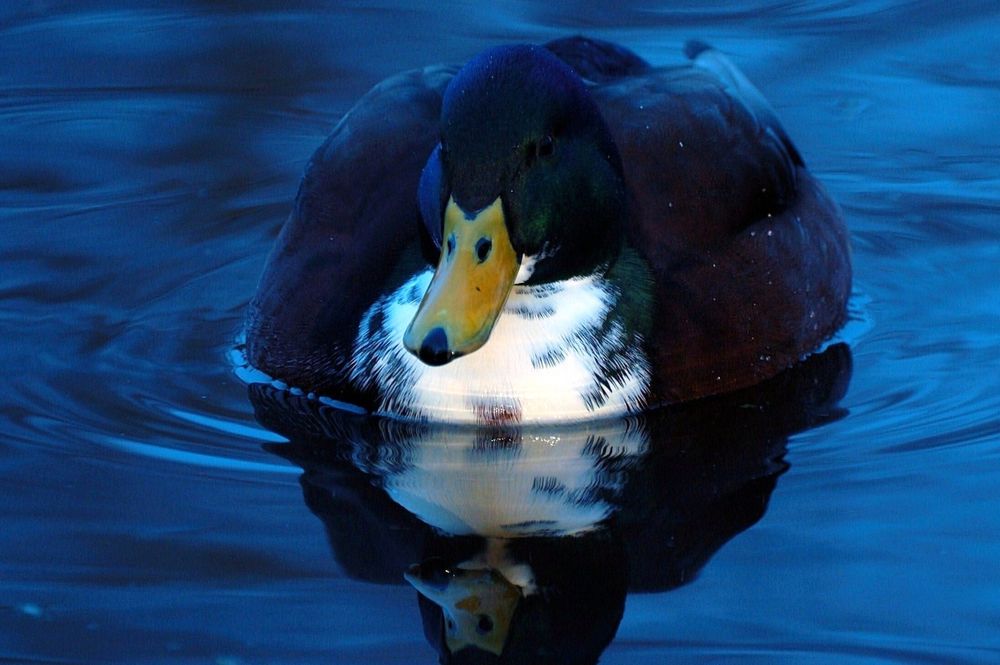 blue duck.