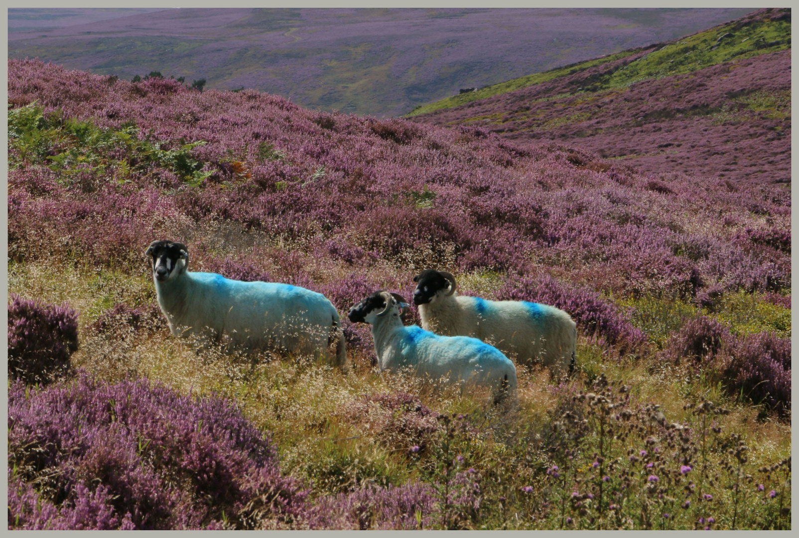 blue dyed sheep near castleton North Yorkshire