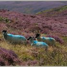 blue dyed sheep near castleton North Yorkshire