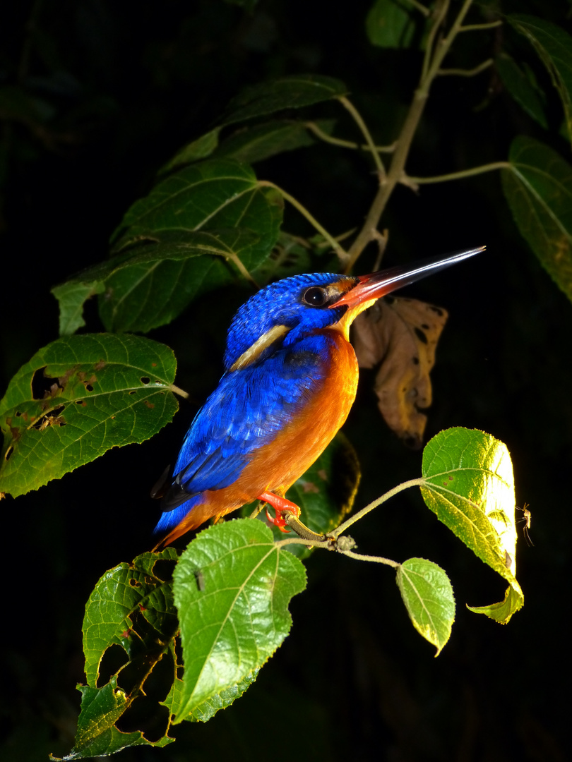 Blue-eared Kingfisher