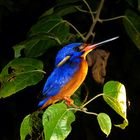 Blue-eared Kingfisher