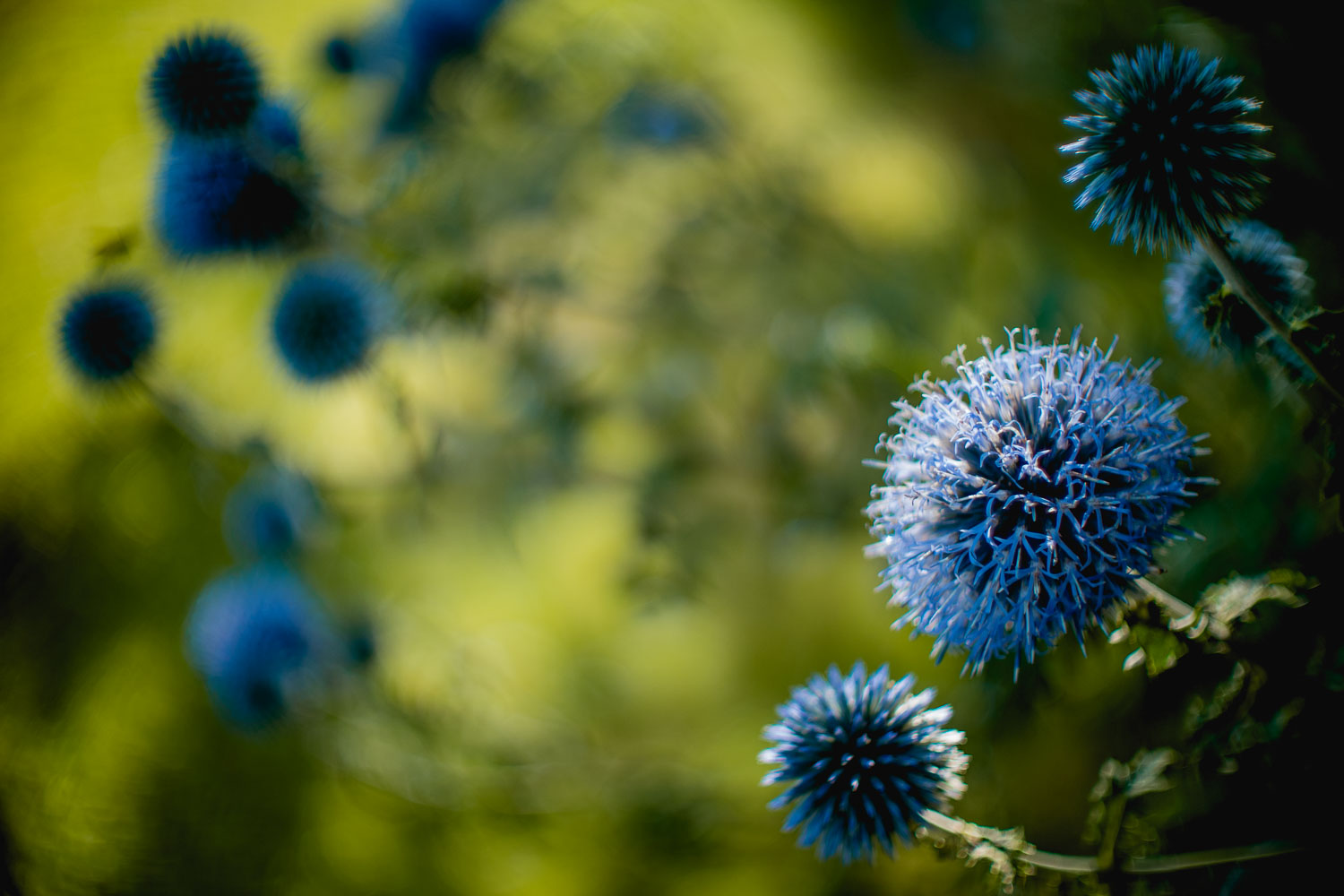 ~blue echinops~