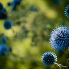 ~blue echinops~