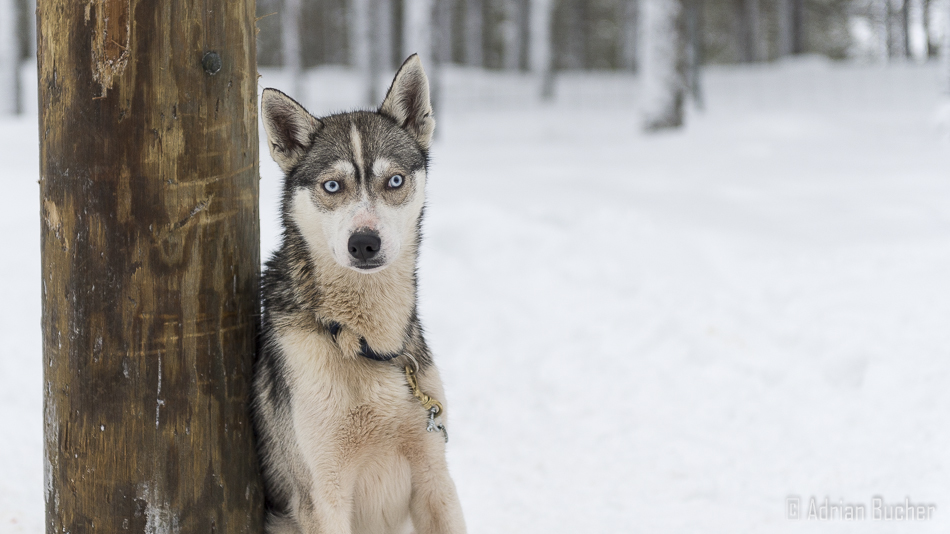 blue eye