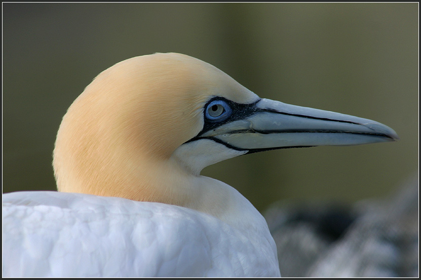 Blue Eye