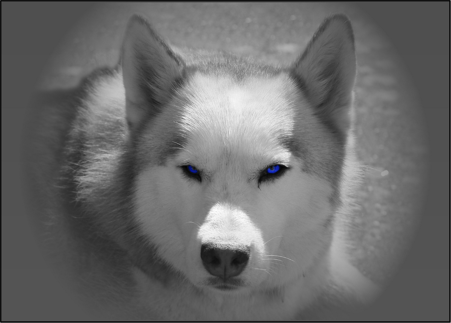 ...Blue-Eye.......